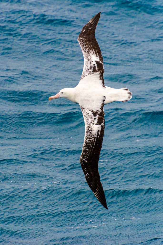 seagull flying above ocean